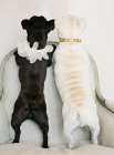 Bonito preto e branco francês bulldogs — Fotografia de Stock
