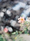 Fleurs d'été rustiques — Photo de stock