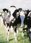 Vacas leches negras blancas - foto de stock