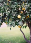 Oranges growing on tree — Stock Photo