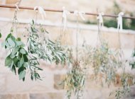 Tree branches hanging — Stock Photo