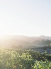 Виноградник с сельским пейзажем — стоковое фото