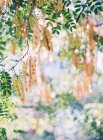 Samen von Akazienbäumen — Stockfoto