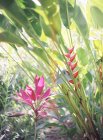 Flores que crecen en plantas - foto de stock