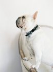 Weiße französische Bulldogge mit schwarzer Schleife — Stockfoto