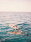Dauphins à gros nez nageant dans l'océan — Photo de stock