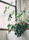 Maceta planta monstera en el alféizar de la ventana - foto de stock