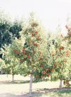 Pommes poussant sur l'arbre — Photo de stock
