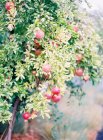 Granatäpfel wachsen am Baum — Stockfoto