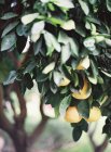 Oranges poussant sur l'arbre — Photo de stock
