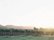 Виноградники, растущие в поле — стоковое фото