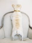 Blanco francés bulldog de pie - foto de stock