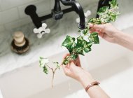 Weibliche Hände beim Waschen von Efeu — Stockfoto