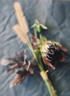 Plantes et fleurs rustiques — Photo de stock