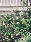 Rosas crescendo no arbusto — Fotografia de Stock
