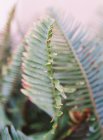 Palm tree leaf — Stock Photo