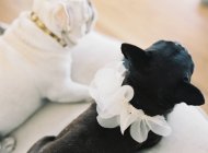 Carino bianco e nero bulldog francese — Foto stock