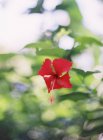 Fiore che cresce su pianta — Foto stock