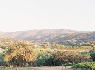 Hügel mit Bäumen und Wiesen — Stockfoto