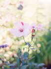 Rustic summer flowers — Stock Photo