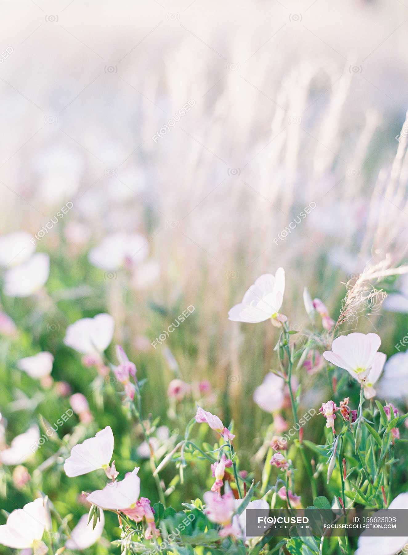Rustic summer flowers — blooming, selective focus - Stock Photo ...