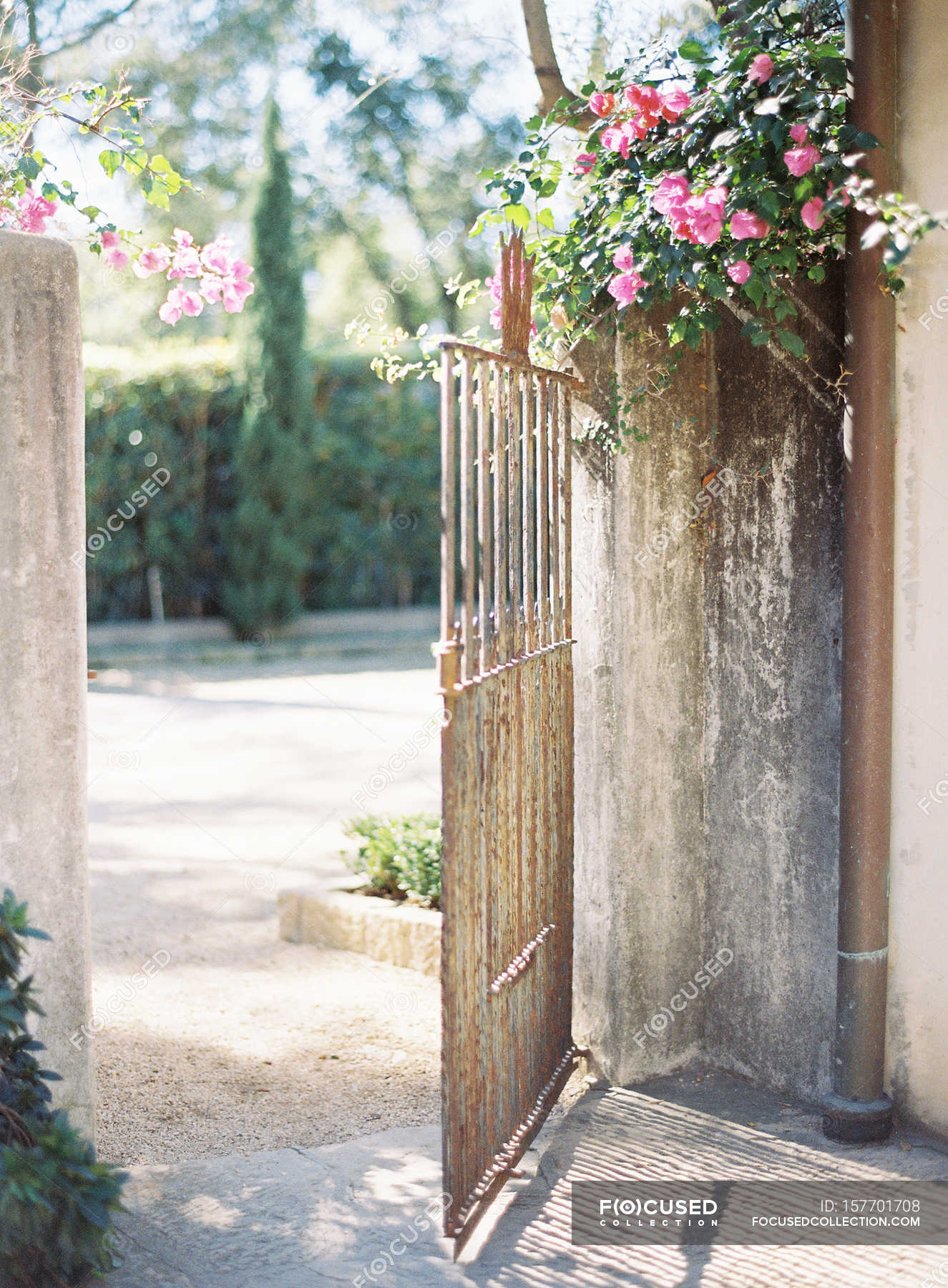 Vintage Metal Gates With Rose Flowers Nature Purity Stock Photo 157701708