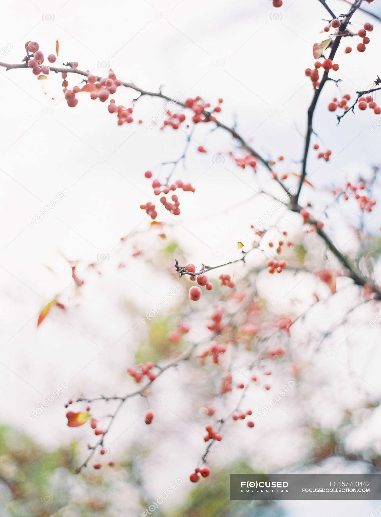 Cranberries growing on tree — healthy food, outdoors Stock Photo
