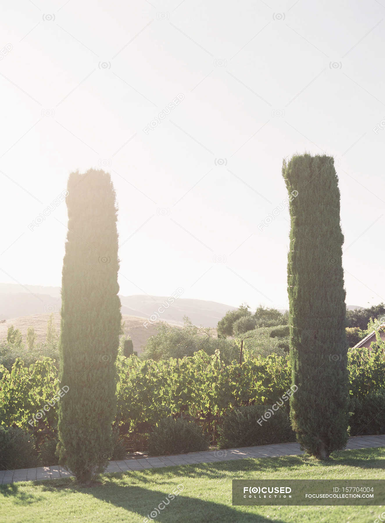 Tall Cedar Trees — 35mm, Leaves - Stock Photo 