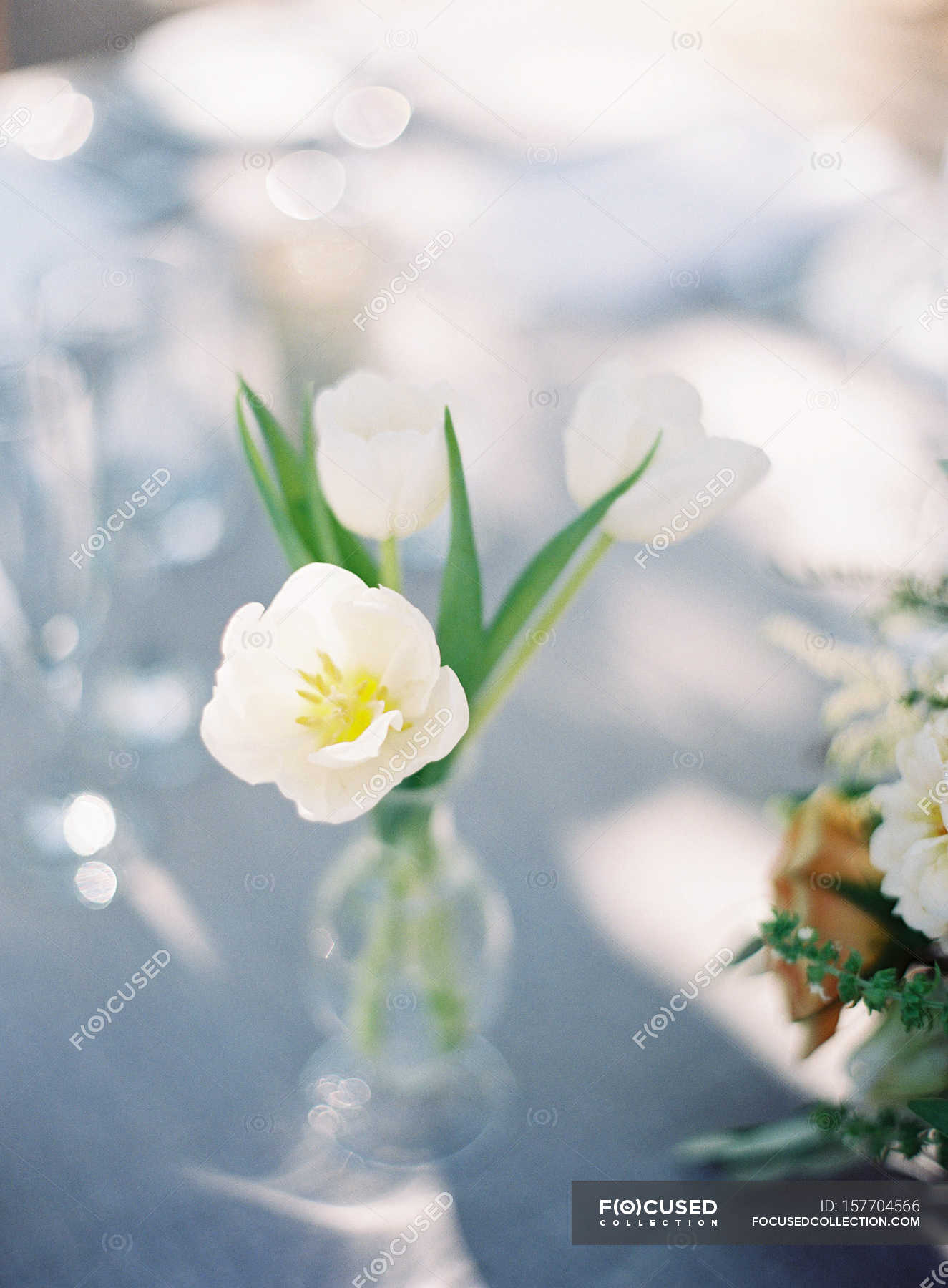 White tulip in bottle — grey, 35mm - Stock Photo | #157704566