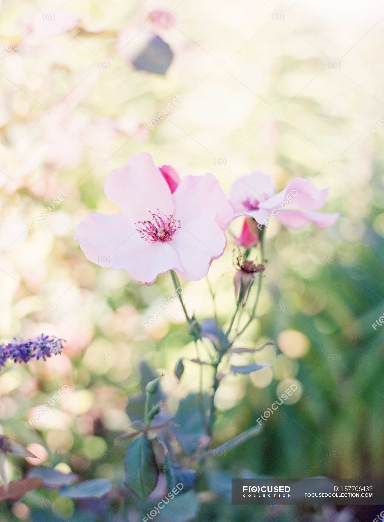 Rustic summer flowers — clean, details - Stock Photo | #157706432