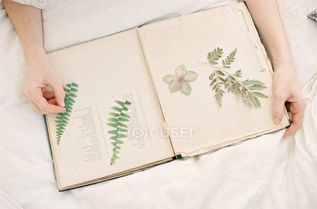 Bride touching dried fern leaves — Stock Photo