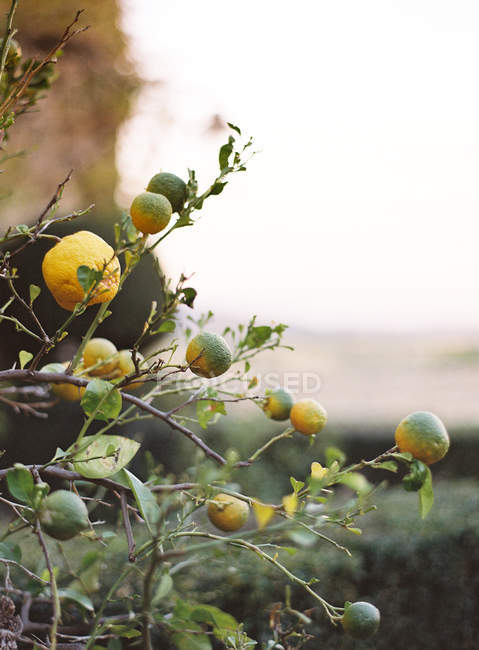 Limones creciendo en el árbol - foto de stock