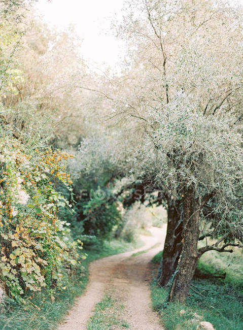 Olivenbäume wachsen in der Nähe der Straße — Stockfoto