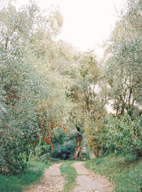 Оливковые деревья растут рядом с дорогой — стоковое фото