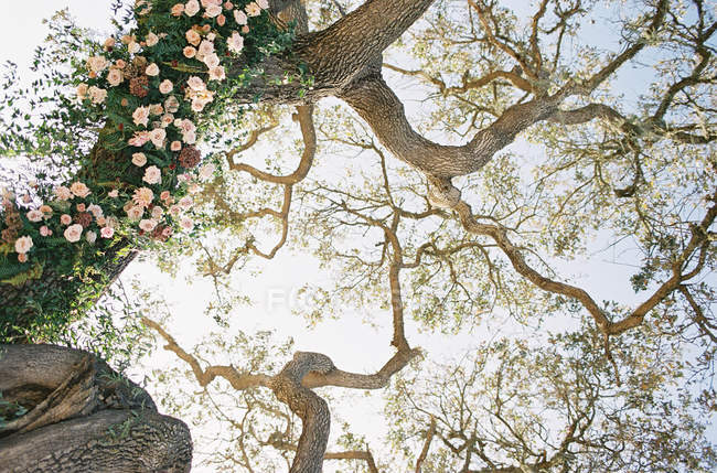 Дерево прикрашене квітами — стокове фото
