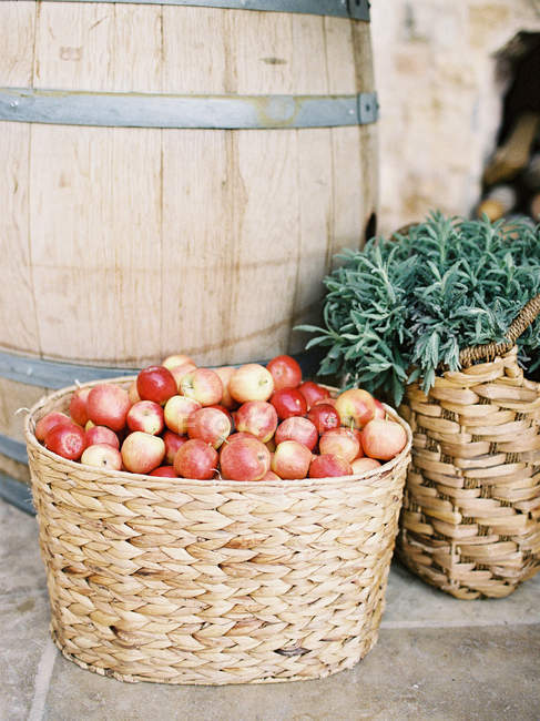 Cesta de manzanas frescas recogidas - foto de stock
