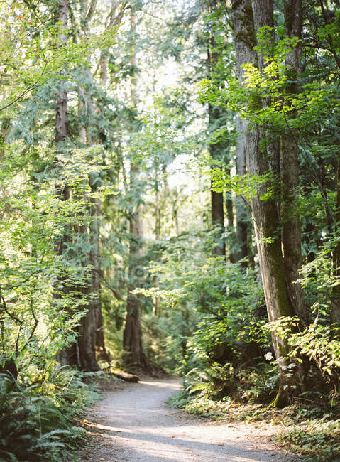Estrada pequena na floresta — Fotografia de Stock