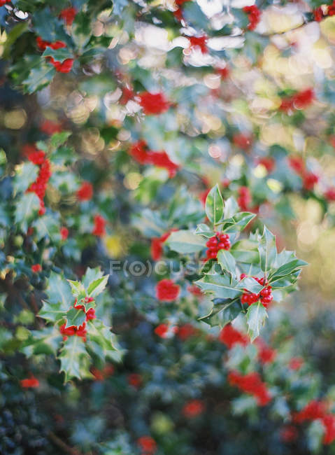 Berries growing on bush — Stock Photo