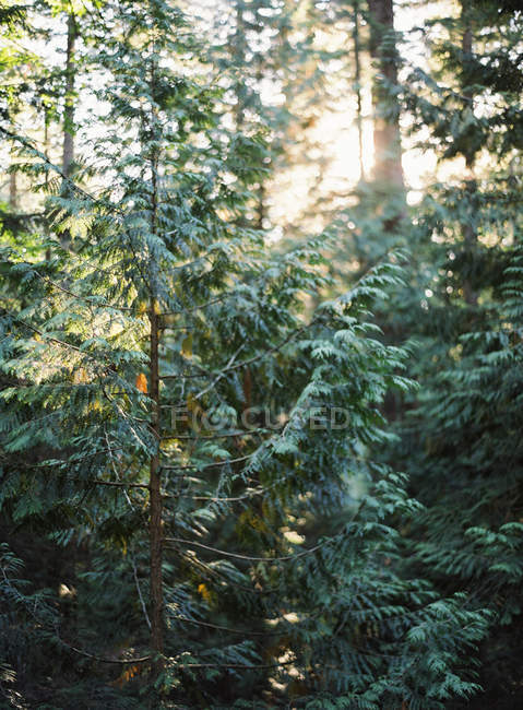Ліс з соснами — стокове фото
