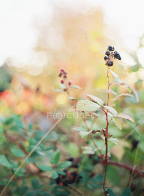 Blackberries growing on bush — Stock Photo