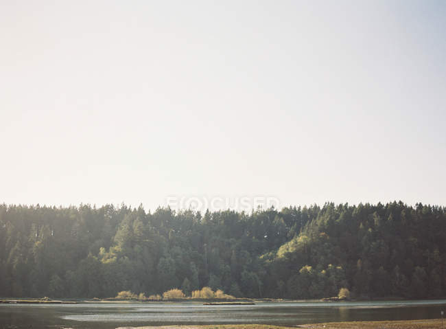See in der Nähe von Wald in der Landschaft — Stockfoto