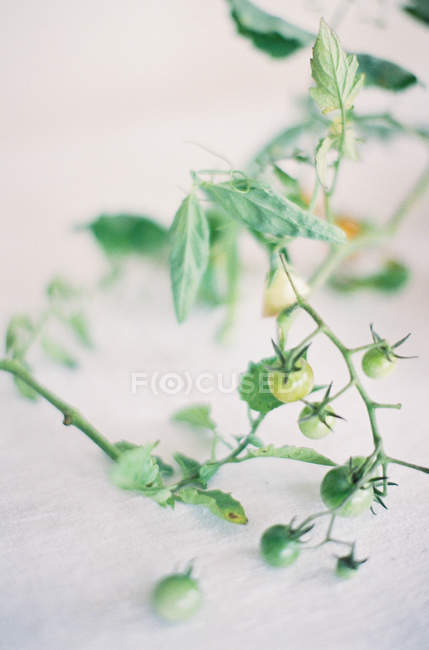 Tomates pequenos não maduros em ramo — Fotografia de Stock