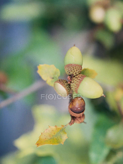Green acorns on branch — Stock Photo