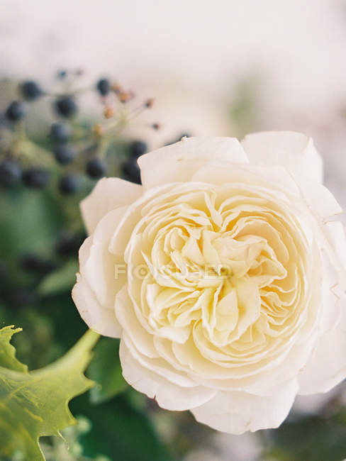 Frische Rose im Strauß — Stockfoto