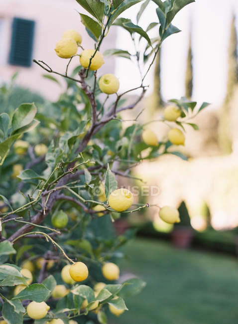 Lemons growing on tree — Stock Photo