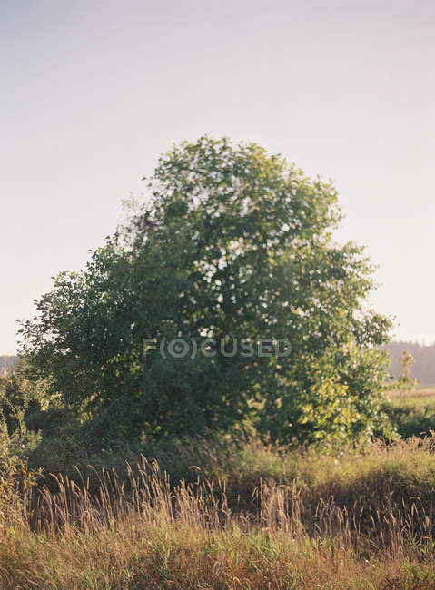 Дерево, що росте на полі — стокове фото