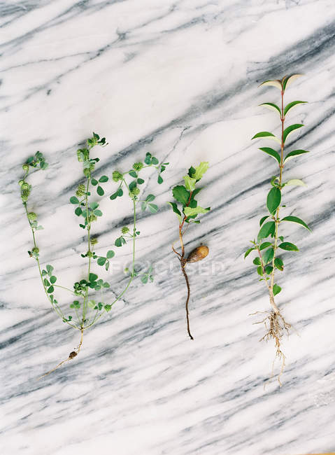 Frisch geschnittene Pflanzen — Stockfoto