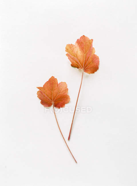 Red maple leaves — Stock Photo
