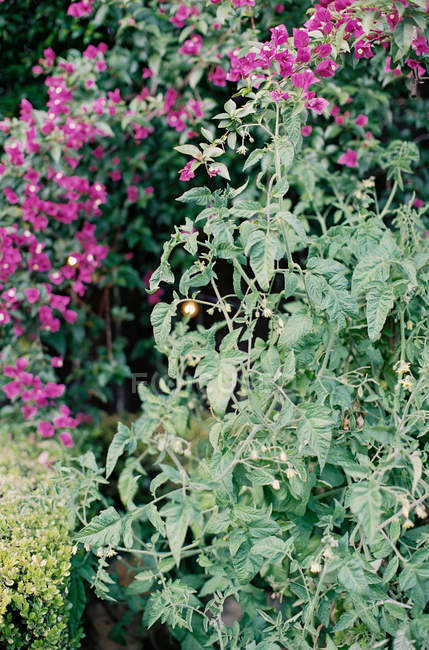 Fiori che crescono in giardino — Foto stock