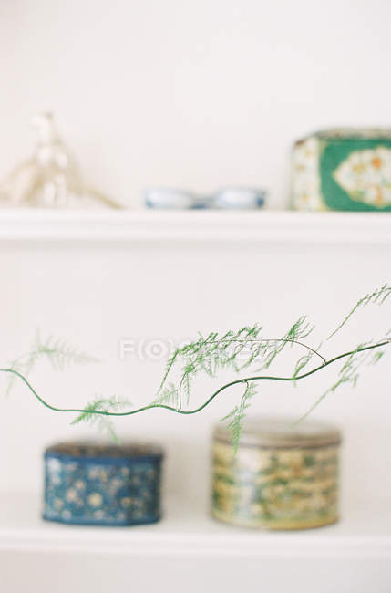 Branch over blured shelf — Stock Photo